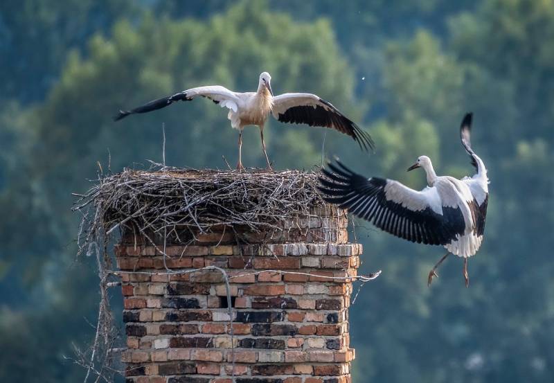 Expert Chimney Animal Removal in Seagoville, TX Professional Chimney Animal Removal Services in Seagoville, Texas