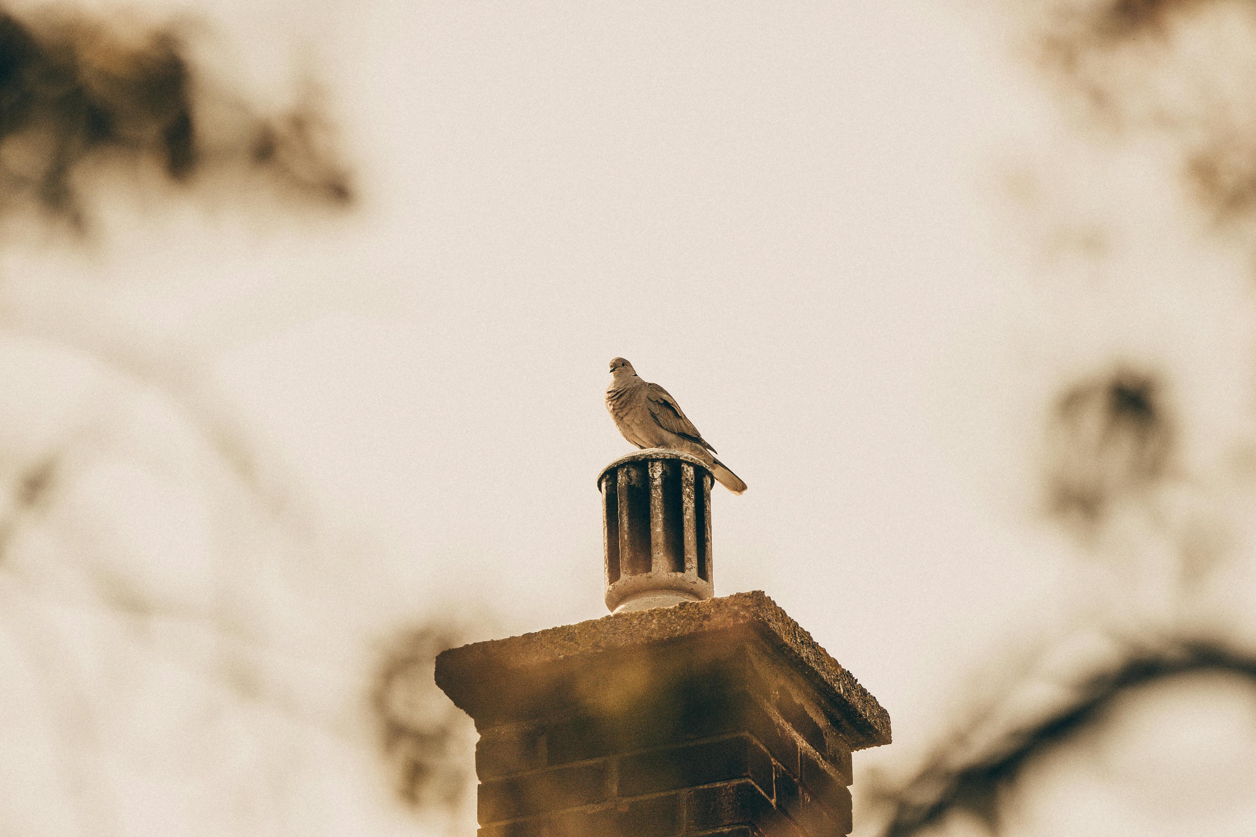 Quality Chimney Caps and Dampers Installation in Seagoville, TX Professional Chimney Cap and Damper In Seagoville Texas